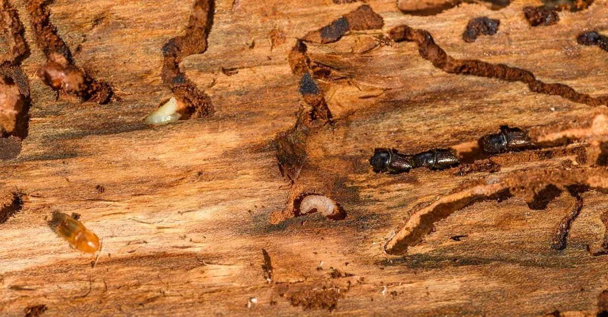 Sell Your Termite-Damaged House | Fast Cash Offers
